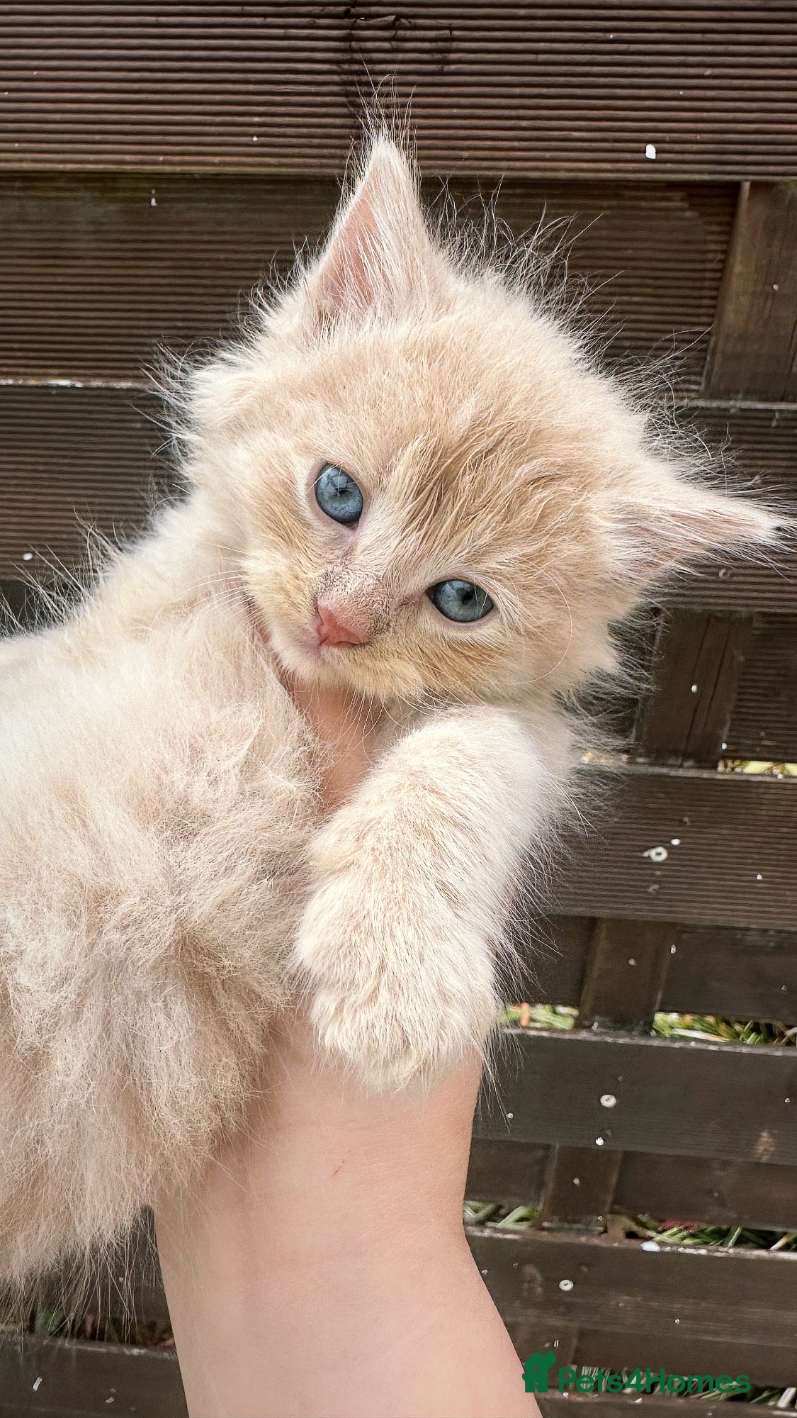 Maine Coon cats 8 beautiful kittens looking for loving homes 🐾 - Advert 1