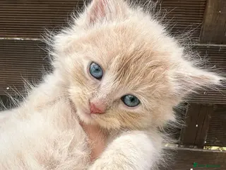 Maine Coon cats 2 beautiful cross kittens looking for loving homes - Advert 1