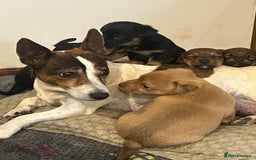 Jack Russell dogs for sale: *last girl* Jack Russell Black and Tan Bitch  - Image 4