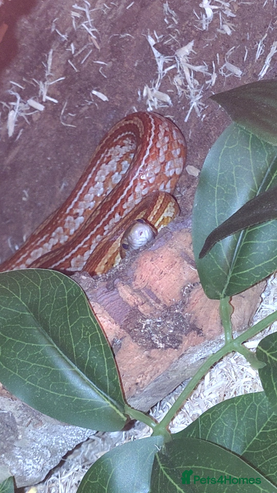 Corn Snake reptiles for sale: Young Male Cornsnake  - Advert 2