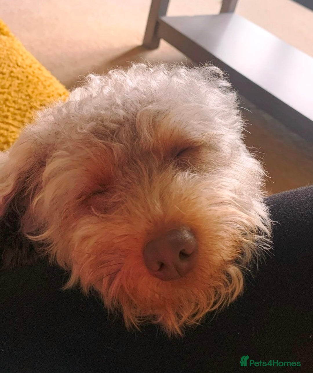 Yorkiepoo dogs for adoption: M.&K. - two inseparable friends for a Loving Home - Image 11