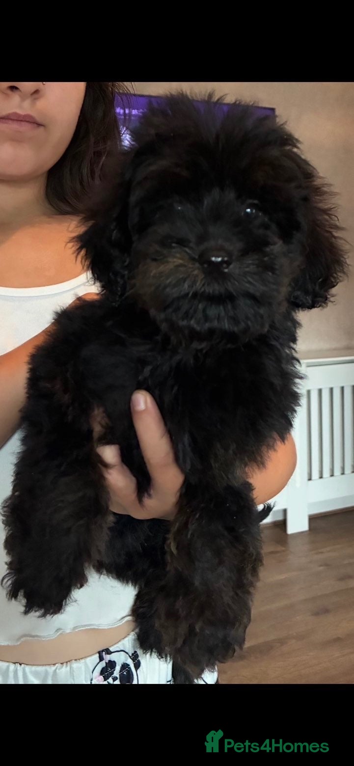 Cockapoo dogs 2 boys left F1b black boys  - Advert 6