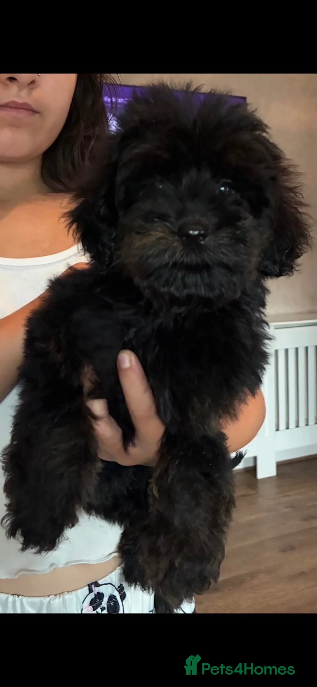 Cockapoo dogs for sale: 2 boys left F1b black boys  - Advert 1