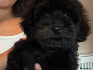 Cockapoo dogs 2 boys left F1b black boys - Advert 1