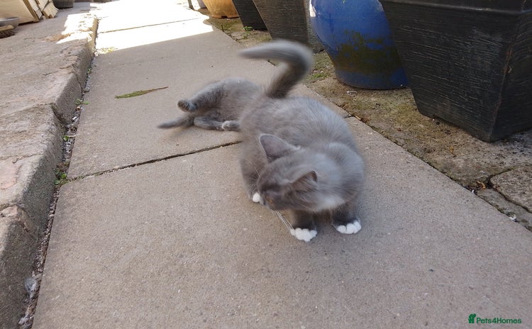 Russian Blue cats - Advert 1