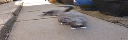 Russian Blue cats for sale: Kittens  - Advert 1