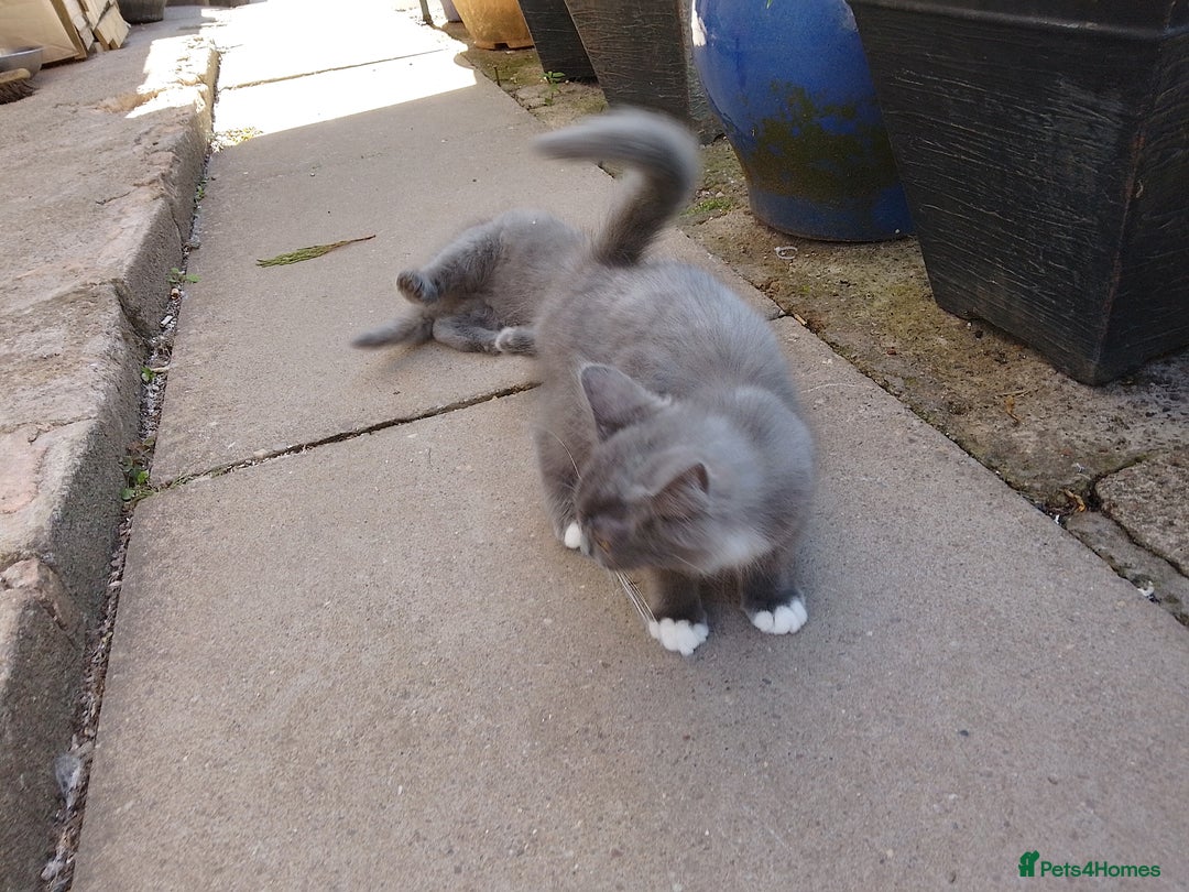 Russian Blue cats for sale: Kittens  - Image 2