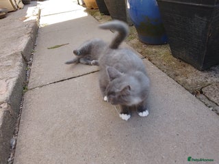 Russian Blue cats - Advert 6