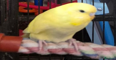Budgerigars birds - Advert 4