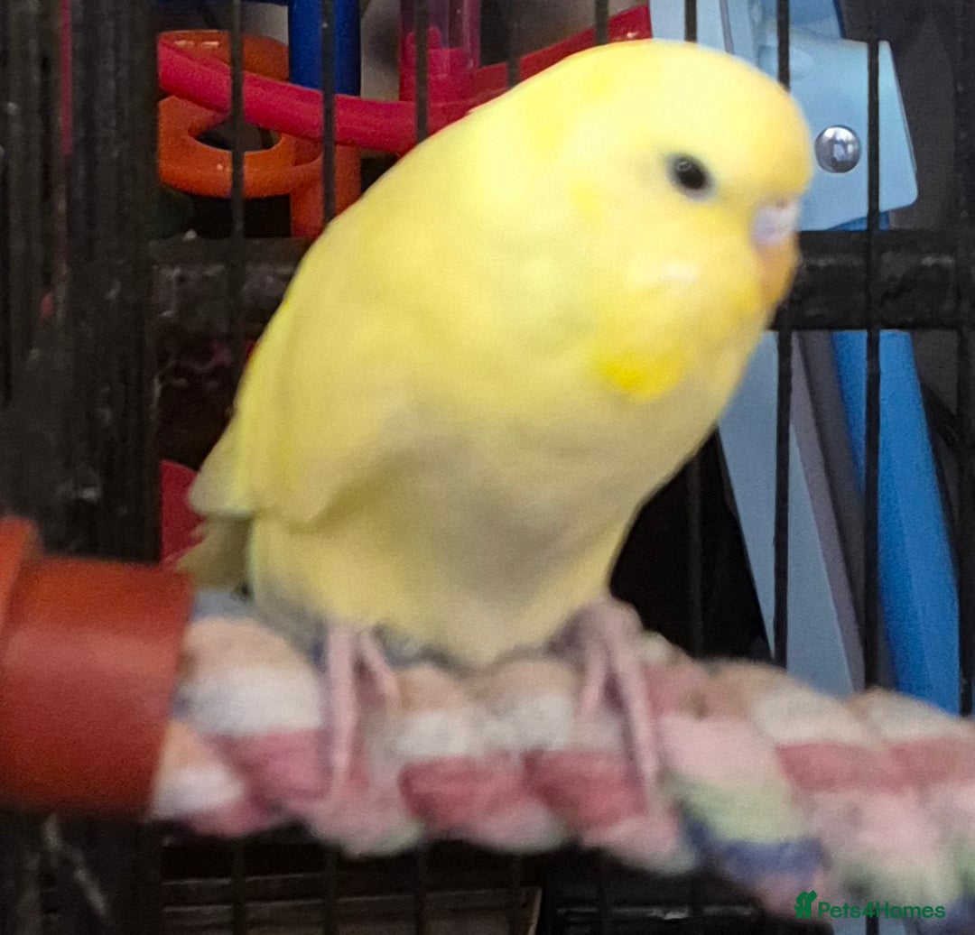 Budgerigars birds for sale: Budgies  - Image 3