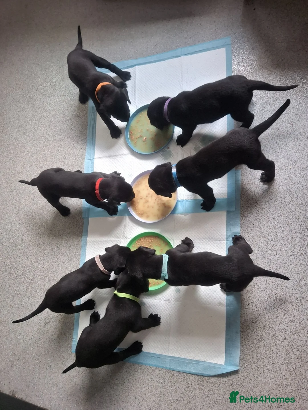 Mixed Breed dogs for sale: Doberdor puppies!!! - Advert 1