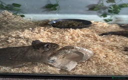 Degus rodents for sale: 2 Degus brothers for sale age 1.5 years - Image 8