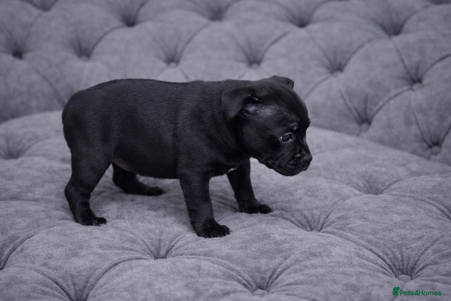 Staffordshire Bull Terrier dogs VALGO PUPS AVAILABLE 💯🔥 - Advert 6