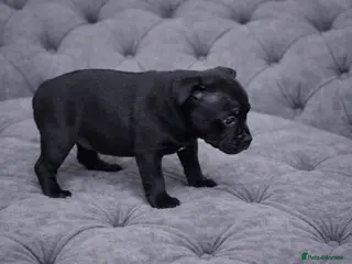 Staffordshire Bull Terrier dogs VALGO PUPS AVAILABLE 💯🔥 - Advert 6