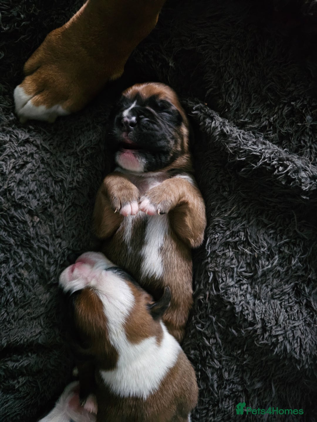 Boxer dogs for sale: Boxer babies - Advert 18