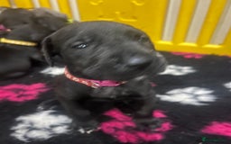 Great Dane dogs for sale: READY NOW PURE BRED GREAT DANE PUPPIES FOR SALE - Image 27