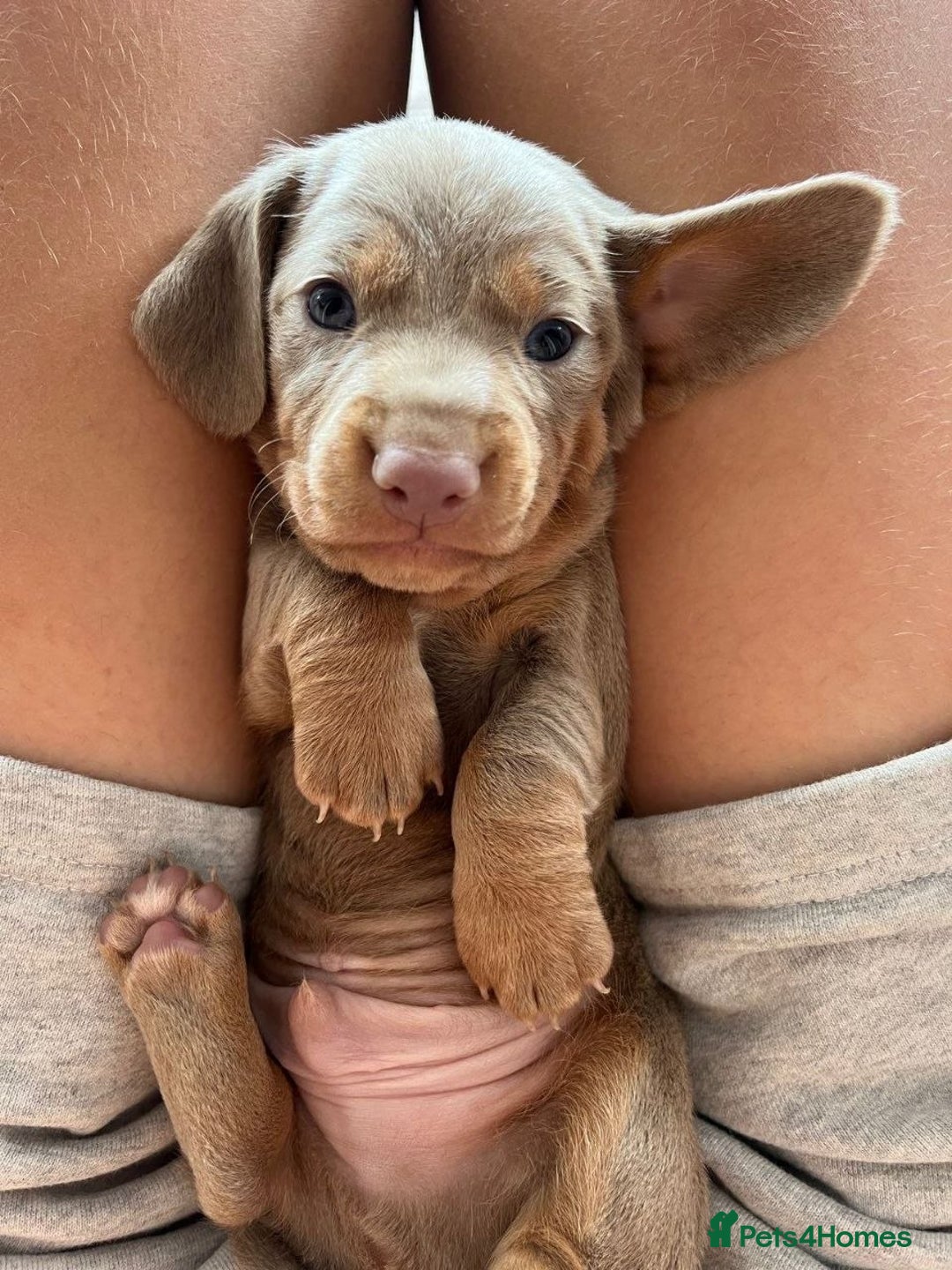 Miniature Dachshund dogs for sale: GORGEOUS MINIATURE DACHSHUND PUPPIES FOR SALE - Image 3