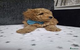Maltipoo dogs for sale: 3 Maltipoo Puppies For sale - Image 2