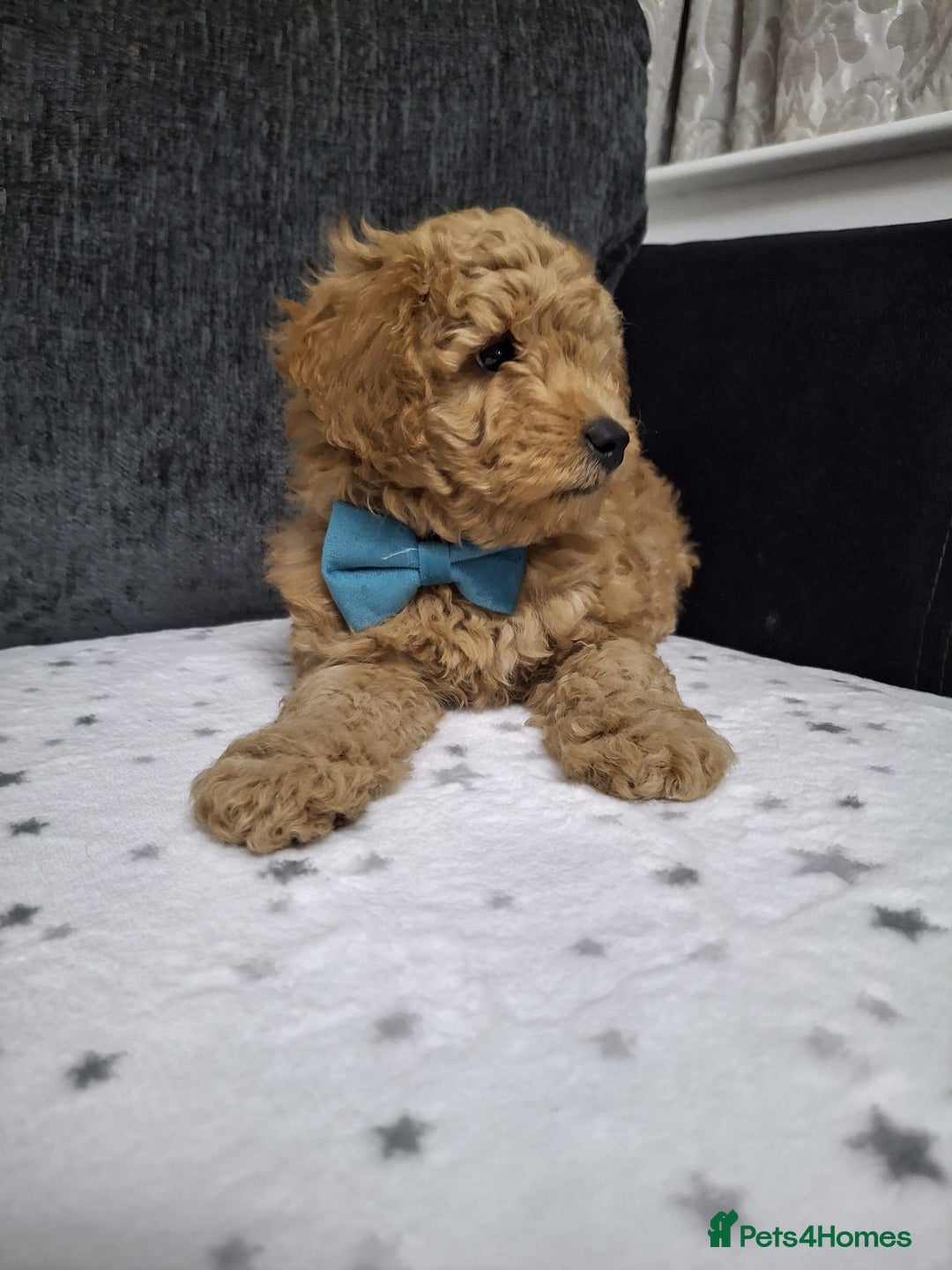 Maltipoo dogs for sale: 3 Maltipoo Puppies For sale - Image 2