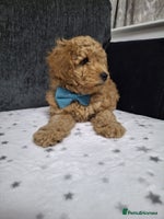 Maltipoo dogs 2 Female Maltipoo puppies Left! - Advert 1