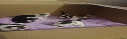 Mixed Breed cats for sale: Kittens for sale - Advert 14