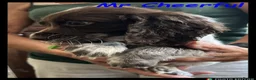 Cocker Spaniel dogs for sale: Stunning Cocker Spaniels 💥 - Advert 17