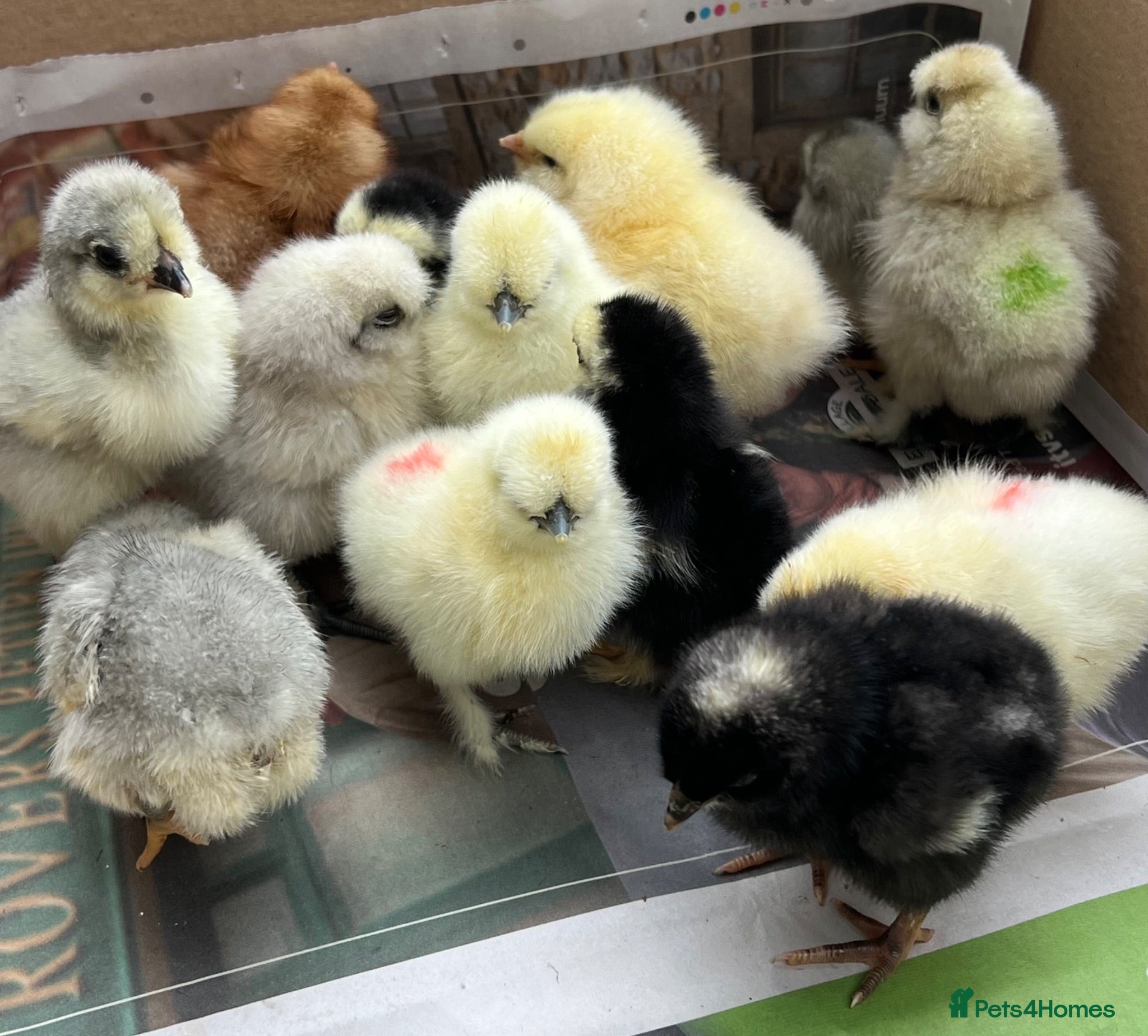 Chickens poultry Day Old PURE BREEDS Chicks for sale! - Advert 1