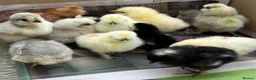 Chickens poultry for sale: Day Old PURE BREEDS Chicks for sale! - Advert 1