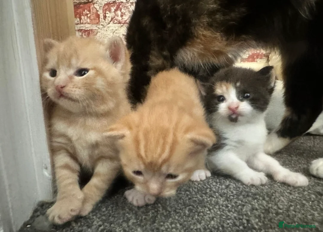 British Shorthair cats for sale: 2 female kittens  - Advert 2