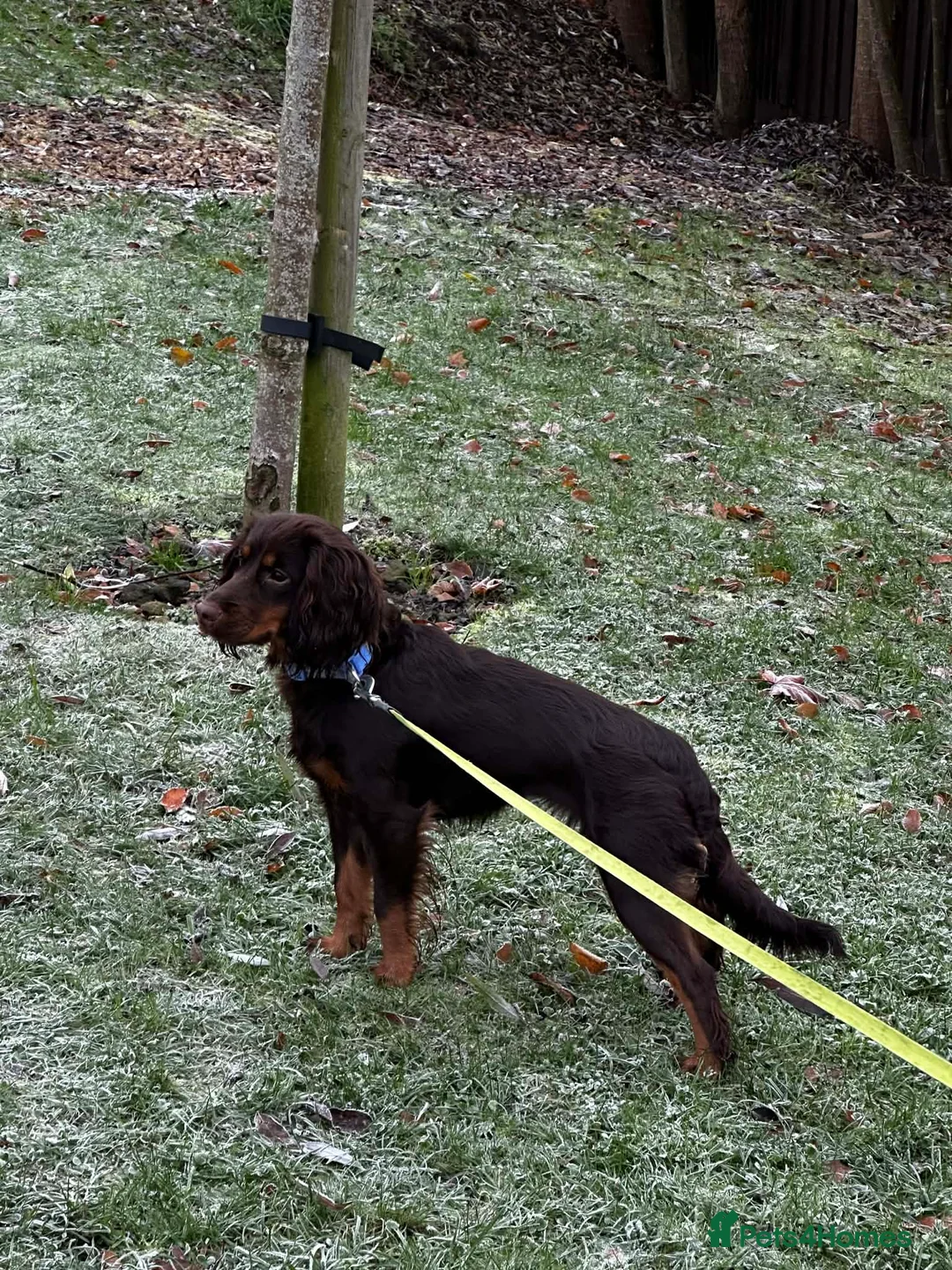 Cocker Spaniel dogs for sale: Chocolate working cocker spaniel  - Advert 1