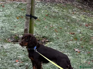 Cocker Spaniel dogs Chocolate working cocker spaniel - Advert 3