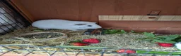 Guinea Pig rodents for sale: 2 male guinea pigs - free to a good home - Advert 3