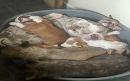 Mixed Breed dogs for sale: Mini bull dog pups  - Image 6
