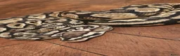Snake reptiles for sale: Ball python  in Walsall - Advert 2