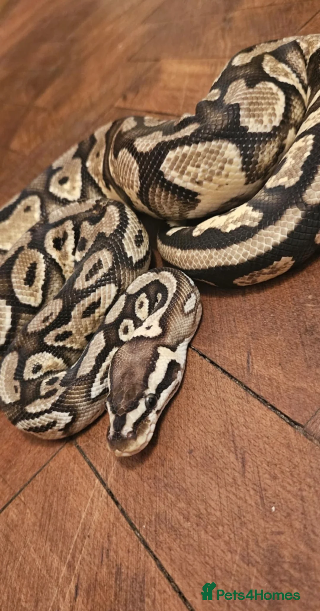Snake reptiles for sale: Ball python  in Walsall - Advert 2