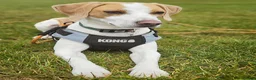 Mixed Breed dogs for sale: Milo The Lemon Cross Beagle - Advert 5
