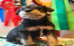 Miniature Schnauzer dogs for stud: Black and silver Miniature Schnauzer stud in Portsmouth - Image 11