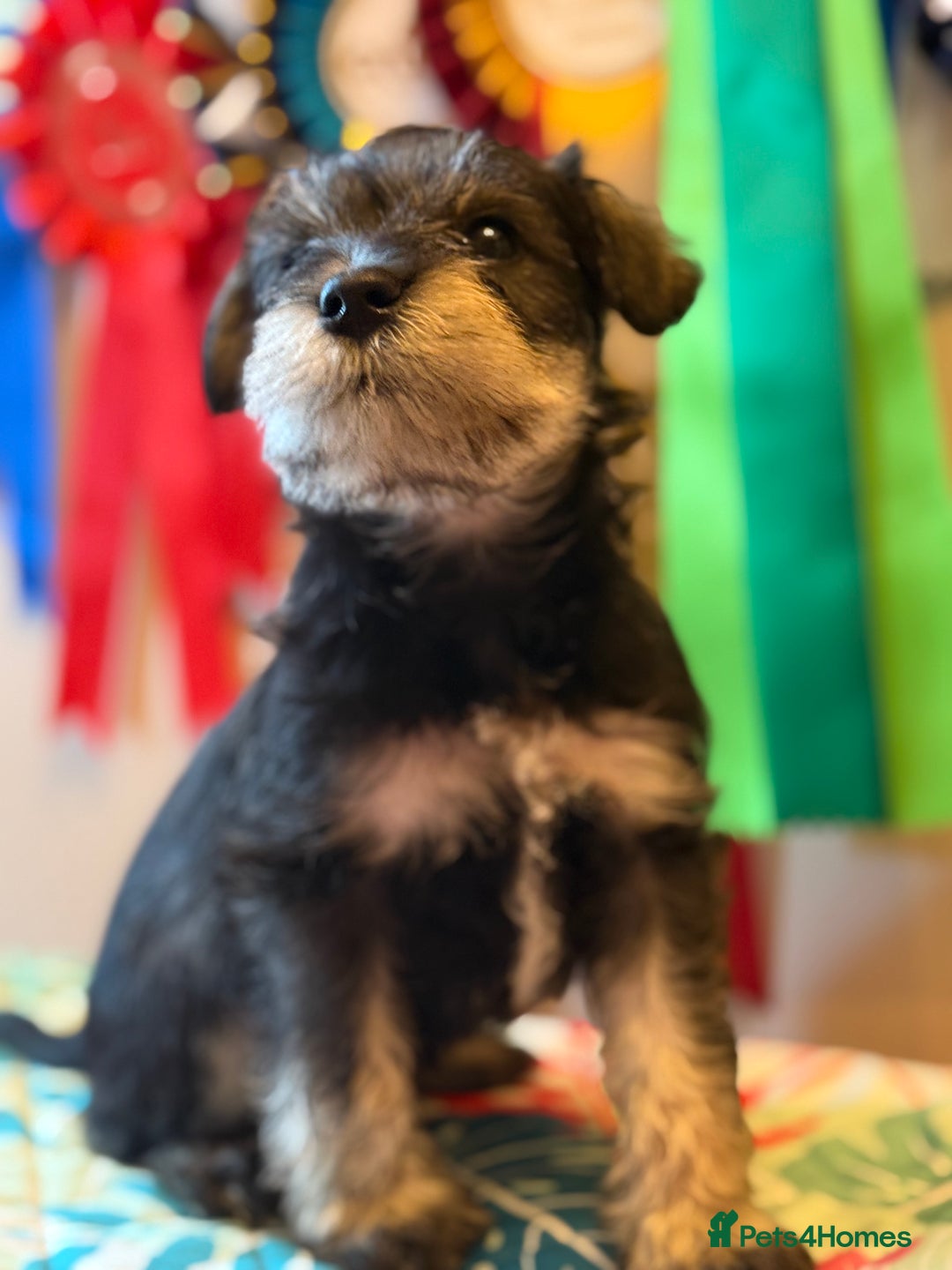 Miniature Schnauzer dogs for stud: Black and silver Miniature Schnauzer stud in Portsmouth - Image 11