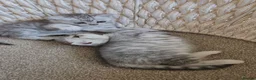 British Shorthair cats for sale: 🏆 Silver British Shorthairs pedigree 🏆  - Advert 11