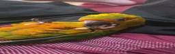 Conures birds for sale: 10 Week old silly tame male Sun Conure, ready  - Advert 10