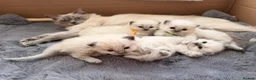 Ragdoll cats for sale: Gorgeous Blue Point Ragdoll Kittens Available  - Advert 32