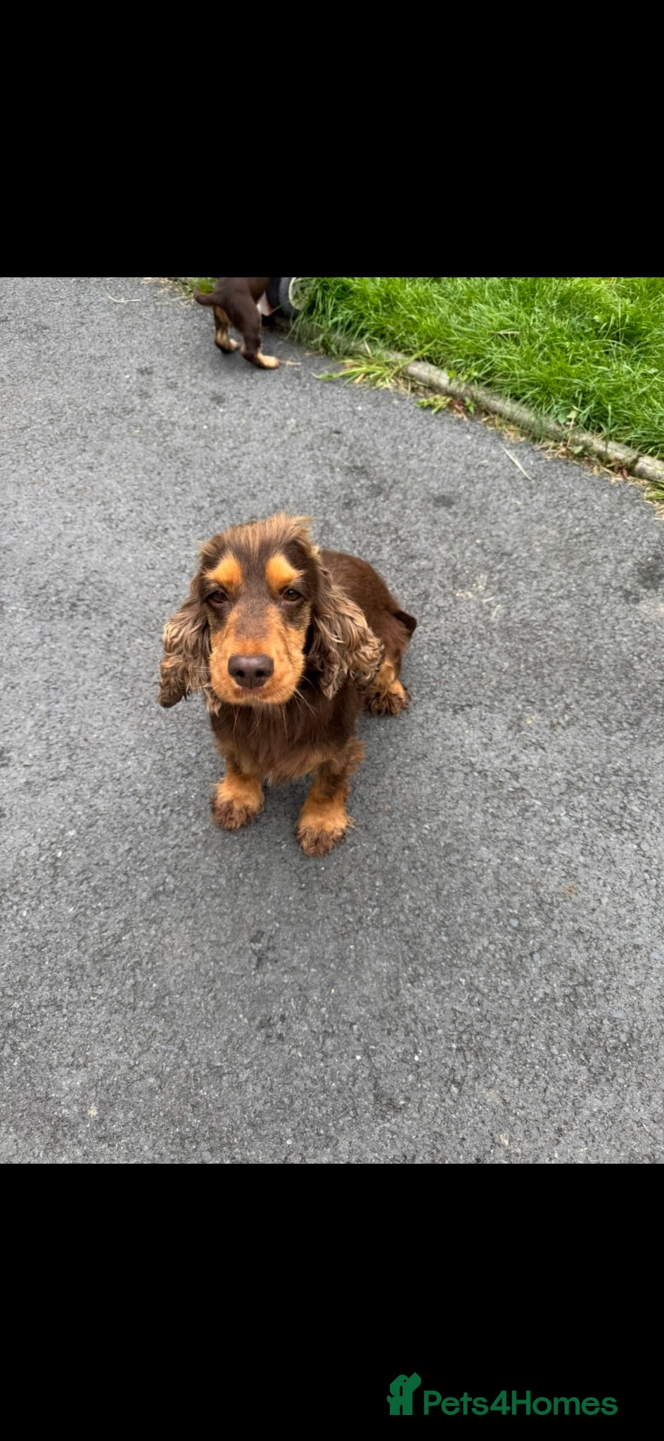 Cocker Spaniel dogs Health rested, KC reg show Cocker Spaniels - Advert 2