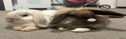 Mini Lop rabbits for sale: Mini lop babies  - Advert 5