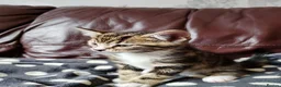 Mixed Breed cats for sale: Main Coon mixed breed  - Advert 4