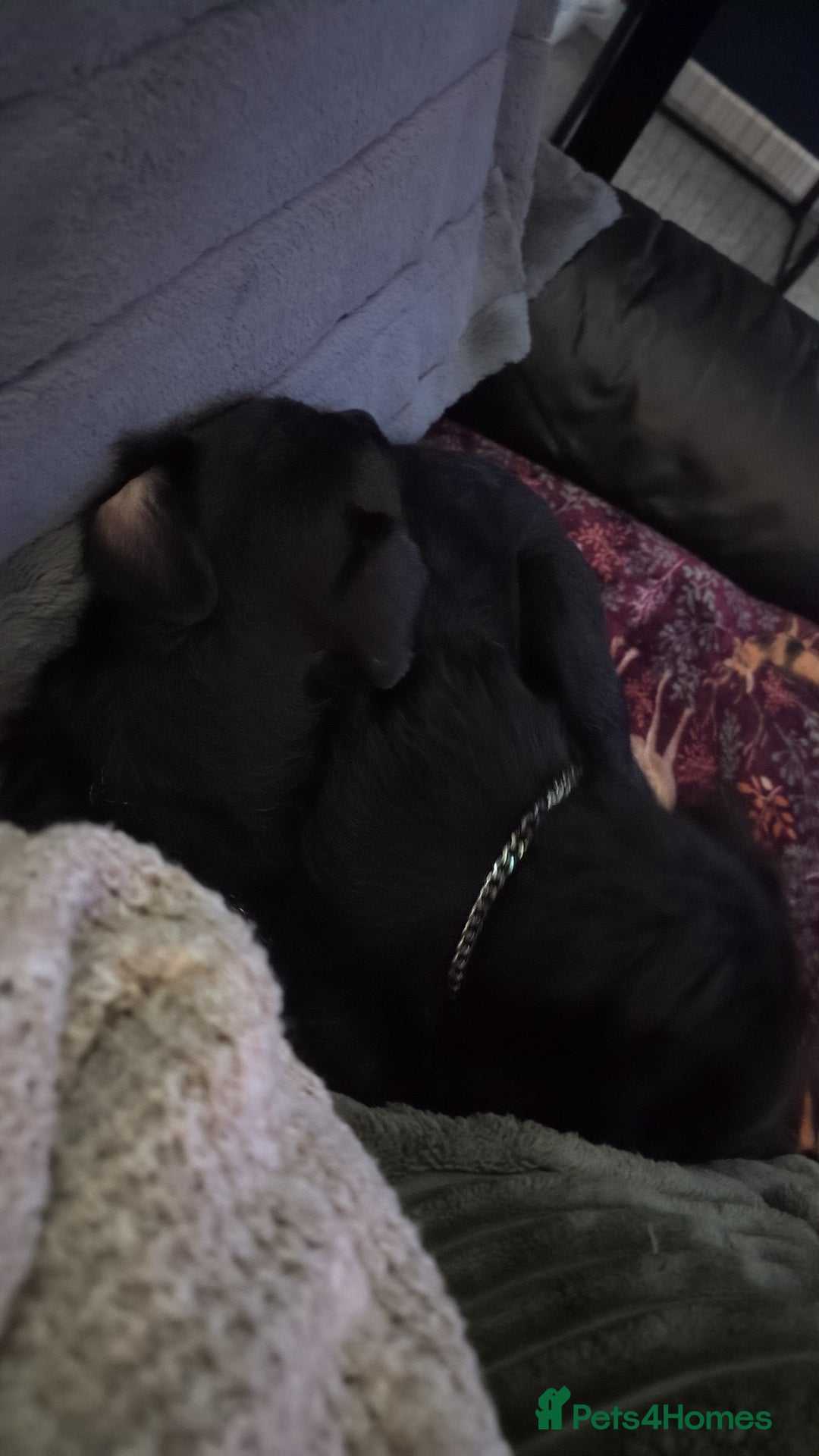 Patterdale Terrier dogs for sale: 2 bonded male Patterdales  - Advert 3