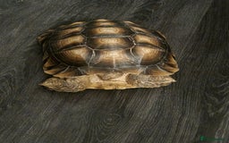 Tortoise reptiles for sale: Sulcata Tortoise - Image 3