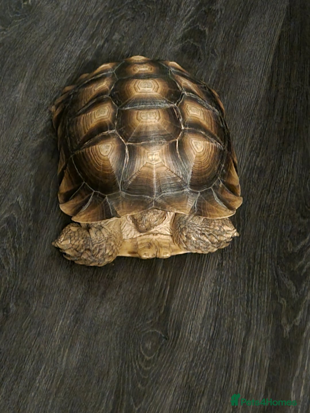 Tortoise reptiles for sale: Sulcata Tortoise - Image 3