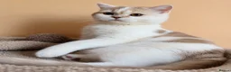 Scottish Fold cats for sale: Adorable Scottish Fold Girls - Advert 1
