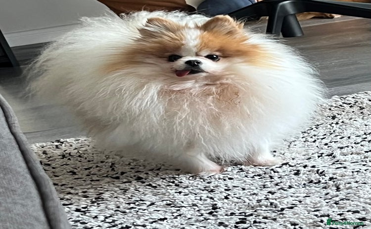 Pomeranian dogs Pomeranian for forever home  - Advert 11