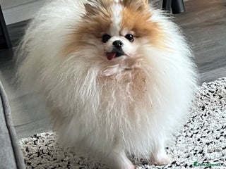 Pomeranian dogs Pomeranian for forever home - Advert 11